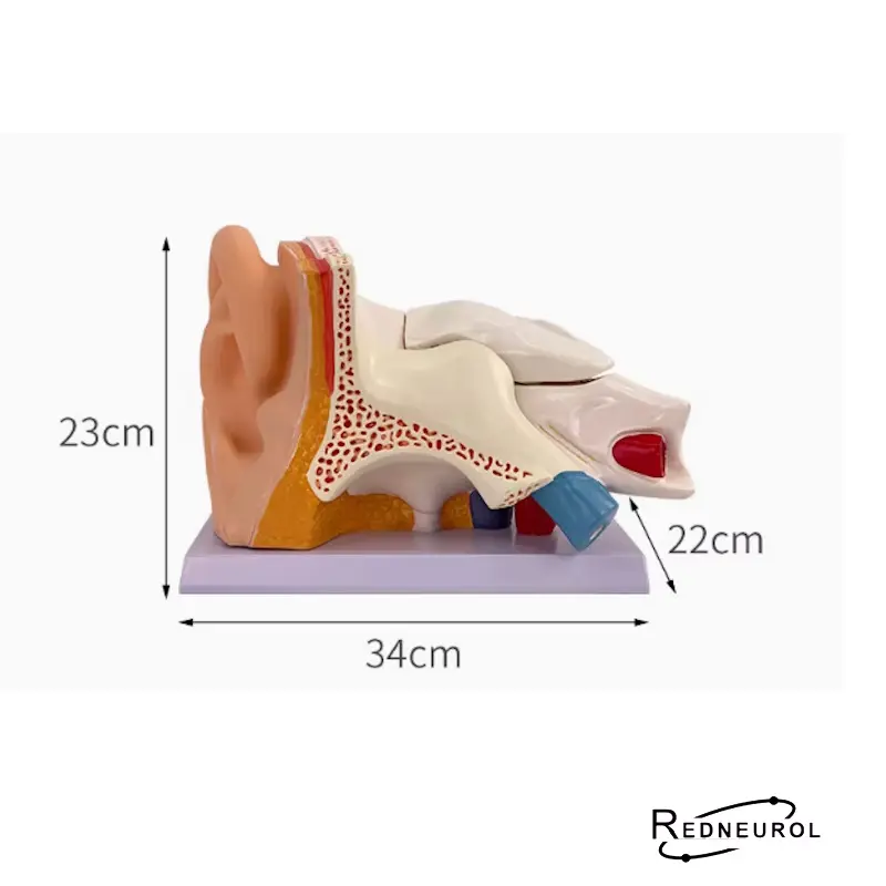 [10275] Modelo Anatómico Oído