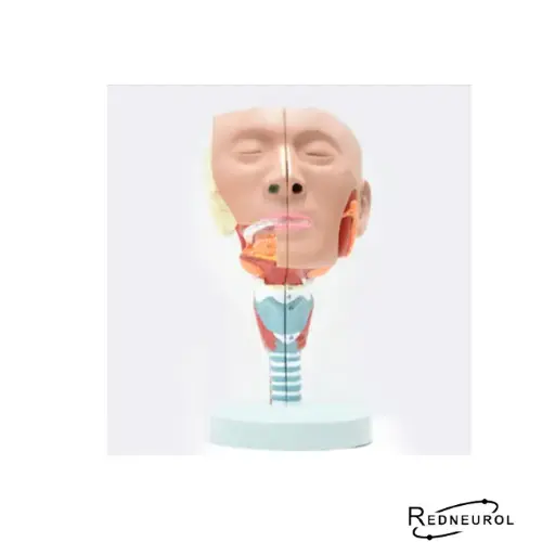 [10213] Modelo Anatómico Laringe y Faringe