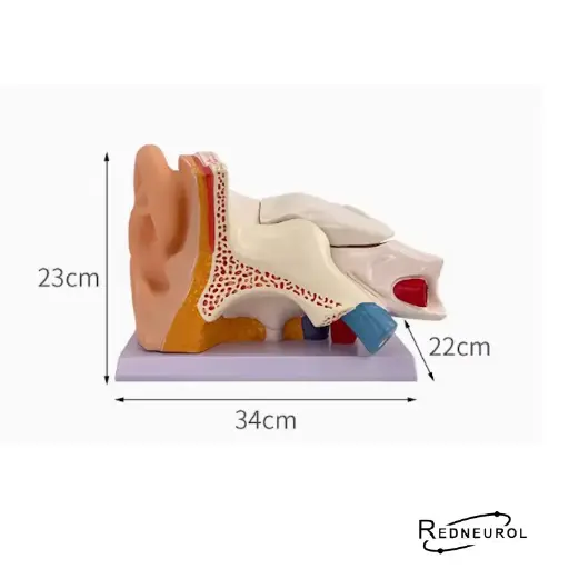 [10275] Modelo Anatómico Oído